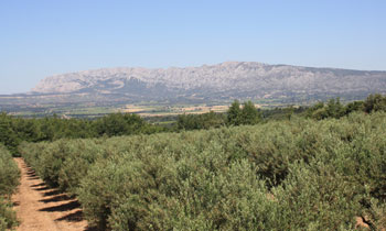 Domaine oléicole Saint Hubert