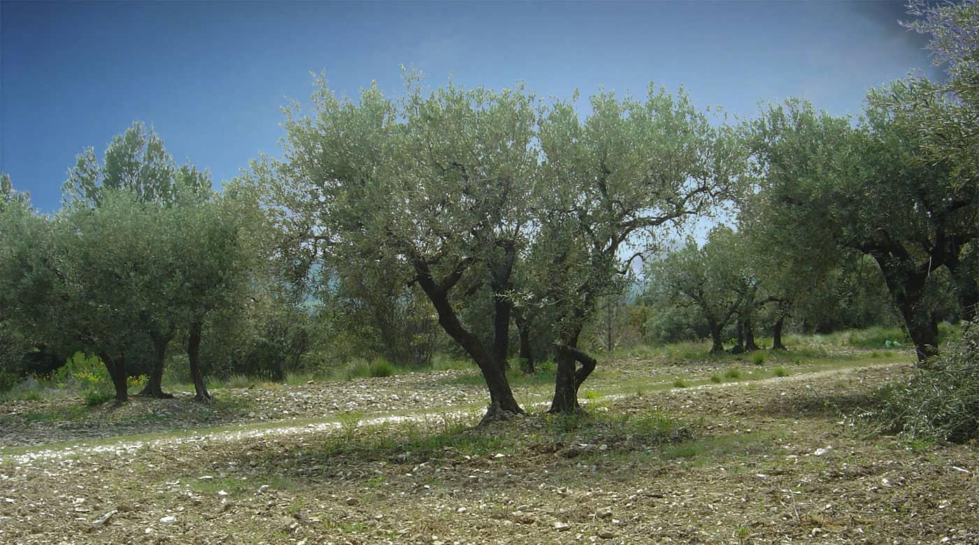 Producteur AOP Huile d'olive pays d'aix